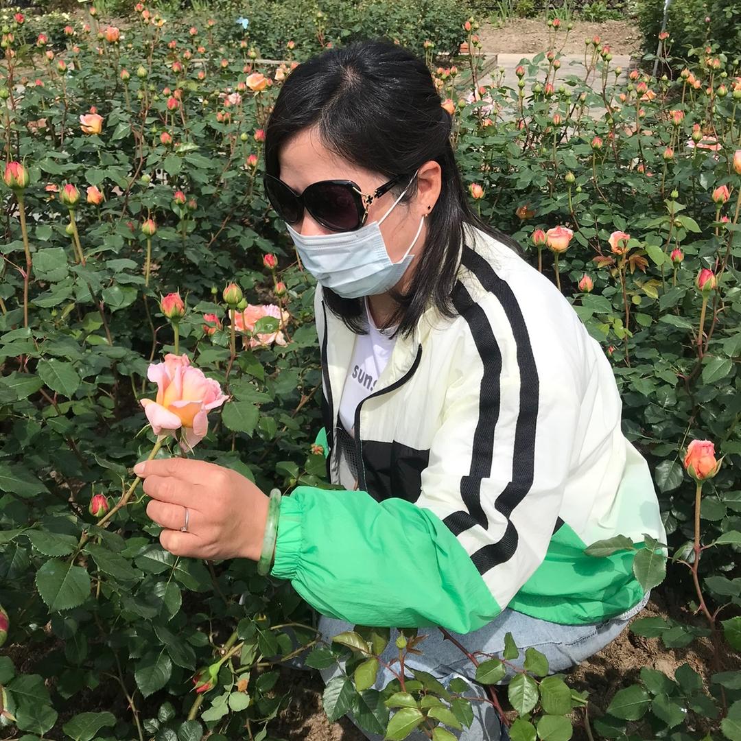 害羞草