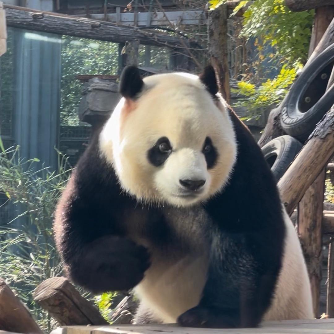 鹏飛