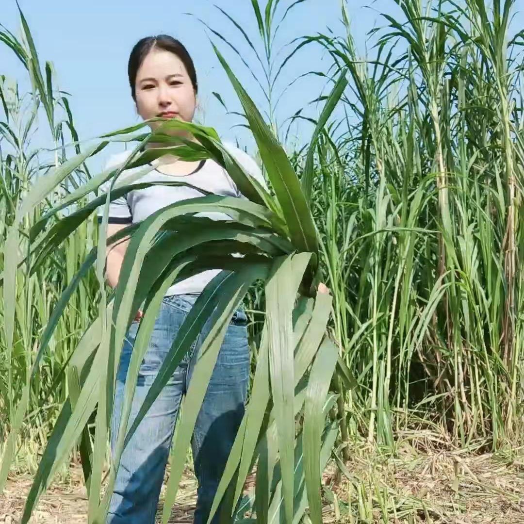 万颗子牧草（培育基地直发）