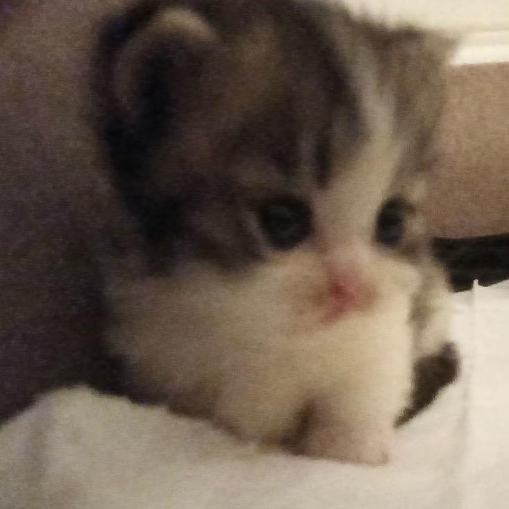 Kiki