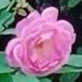 花開富貴