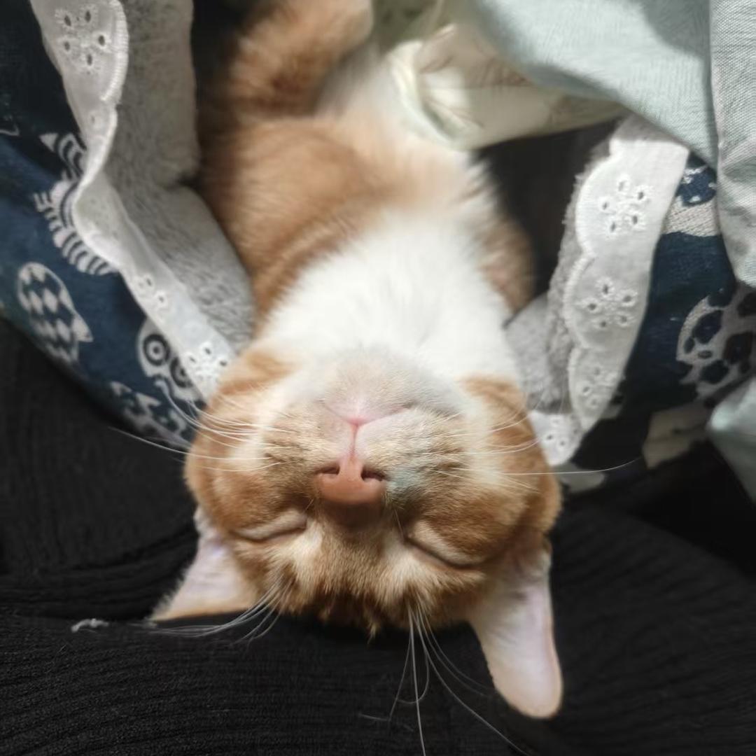 花花星冰乐（诛仙二版）