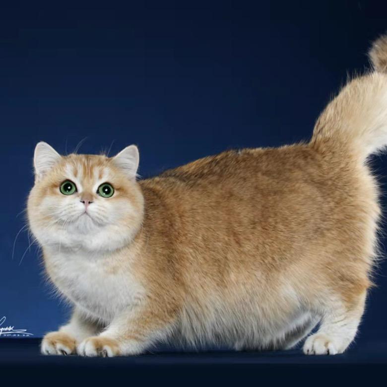 咪宝名猫
