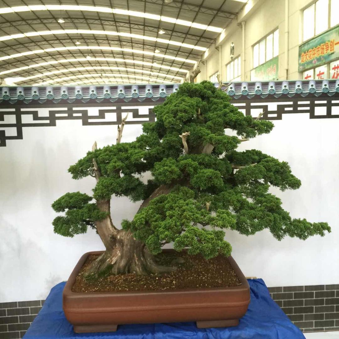盆友