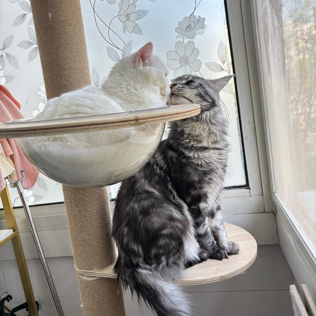 家有三只猫🐱