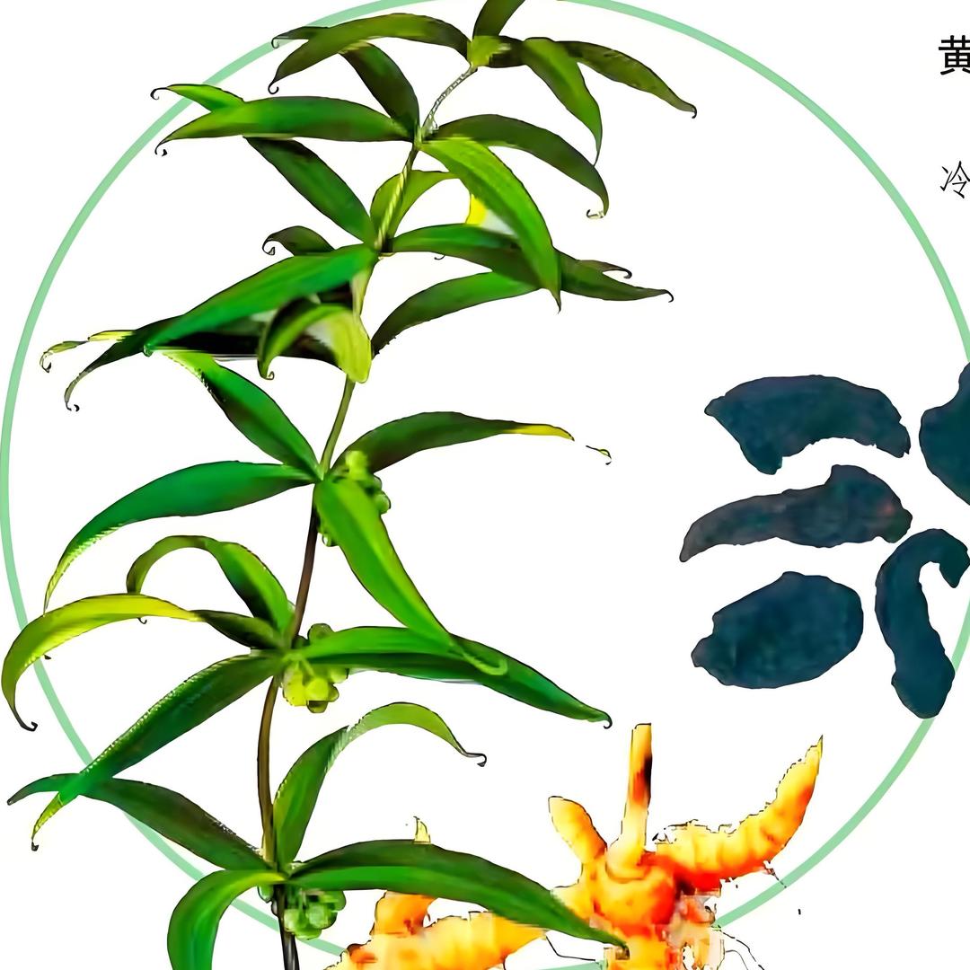 黄精小师妹👧🏻