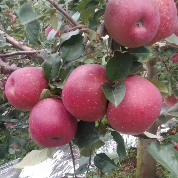 糖心苹果（全国招代理）