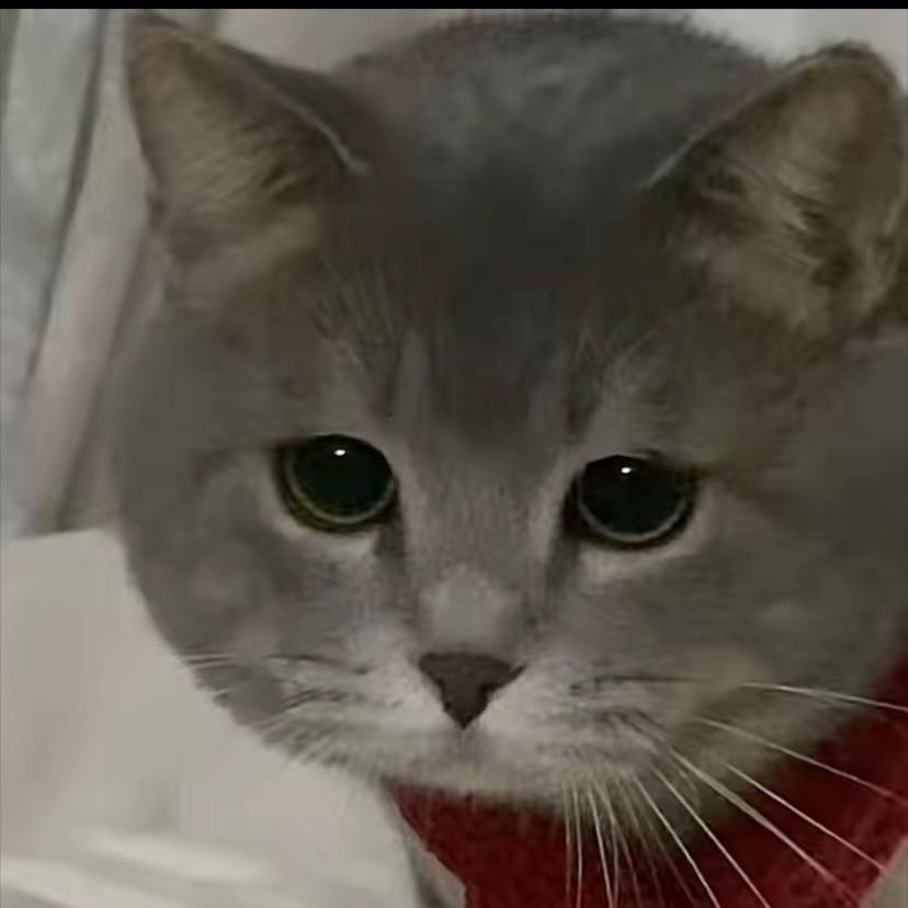 大宝猫