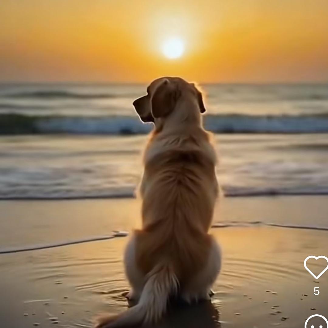 Kuoser萌宠俱乐部