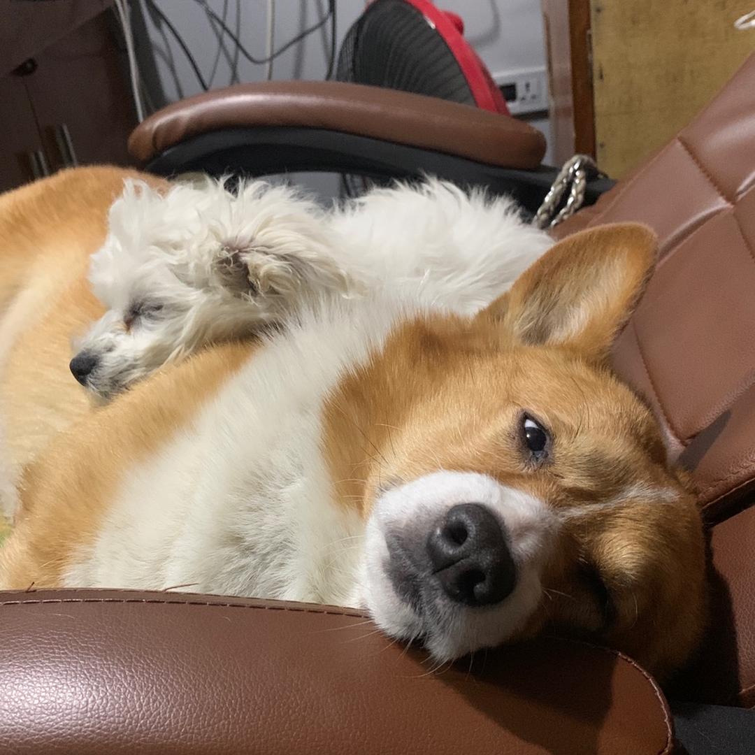 修狗今天拆家了么