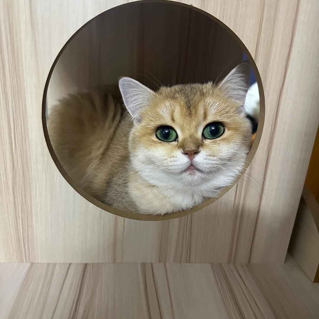 大连文哥