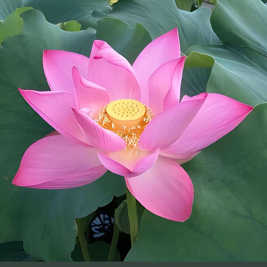 洁合楼随