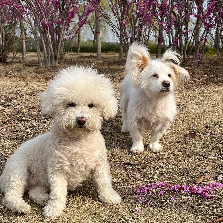 落叶恋风的爱宠故事集