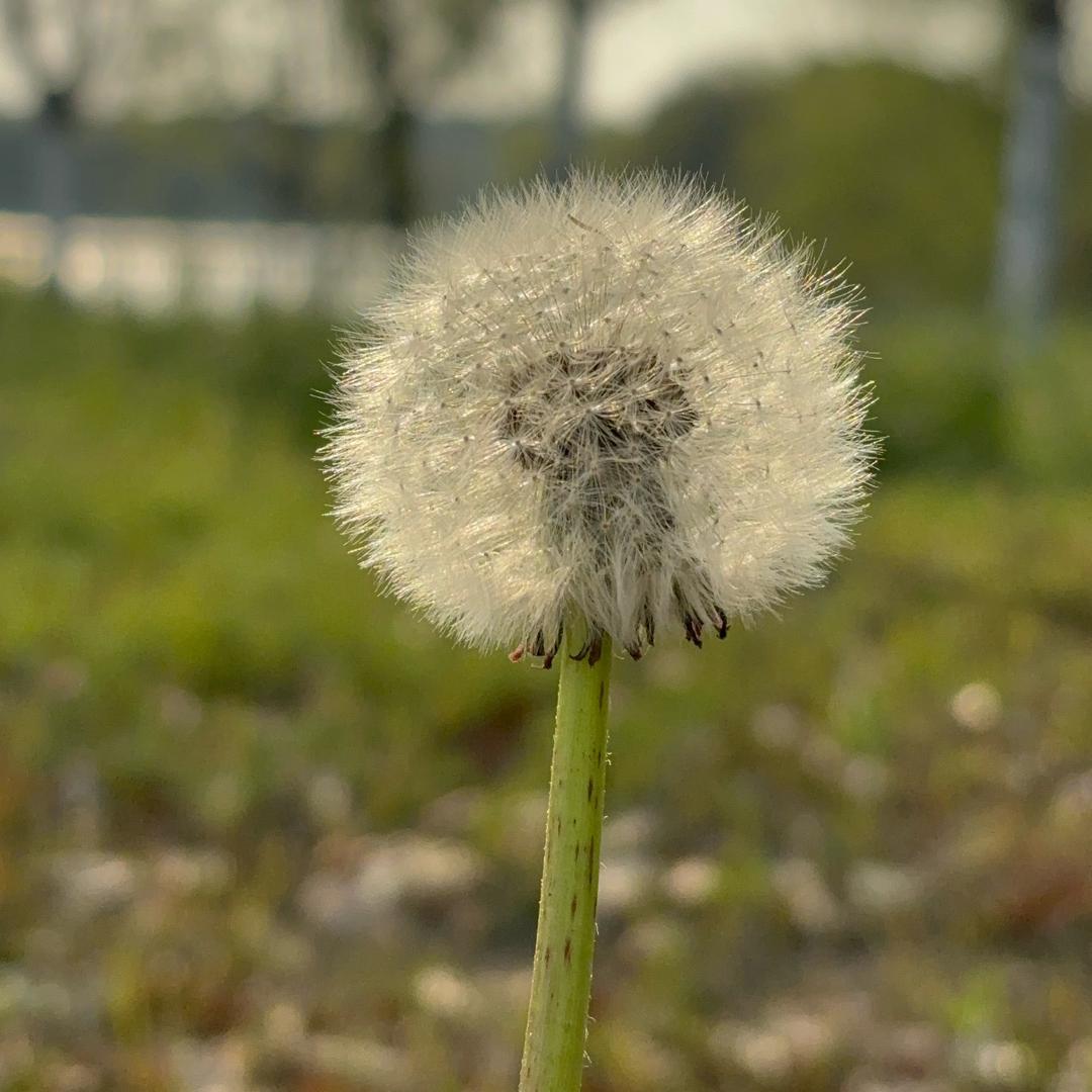欢度