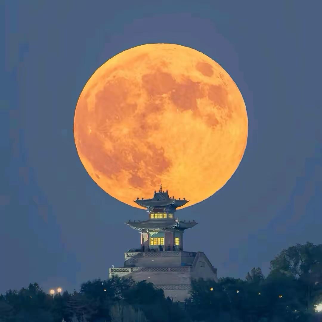 森林迷了鹿