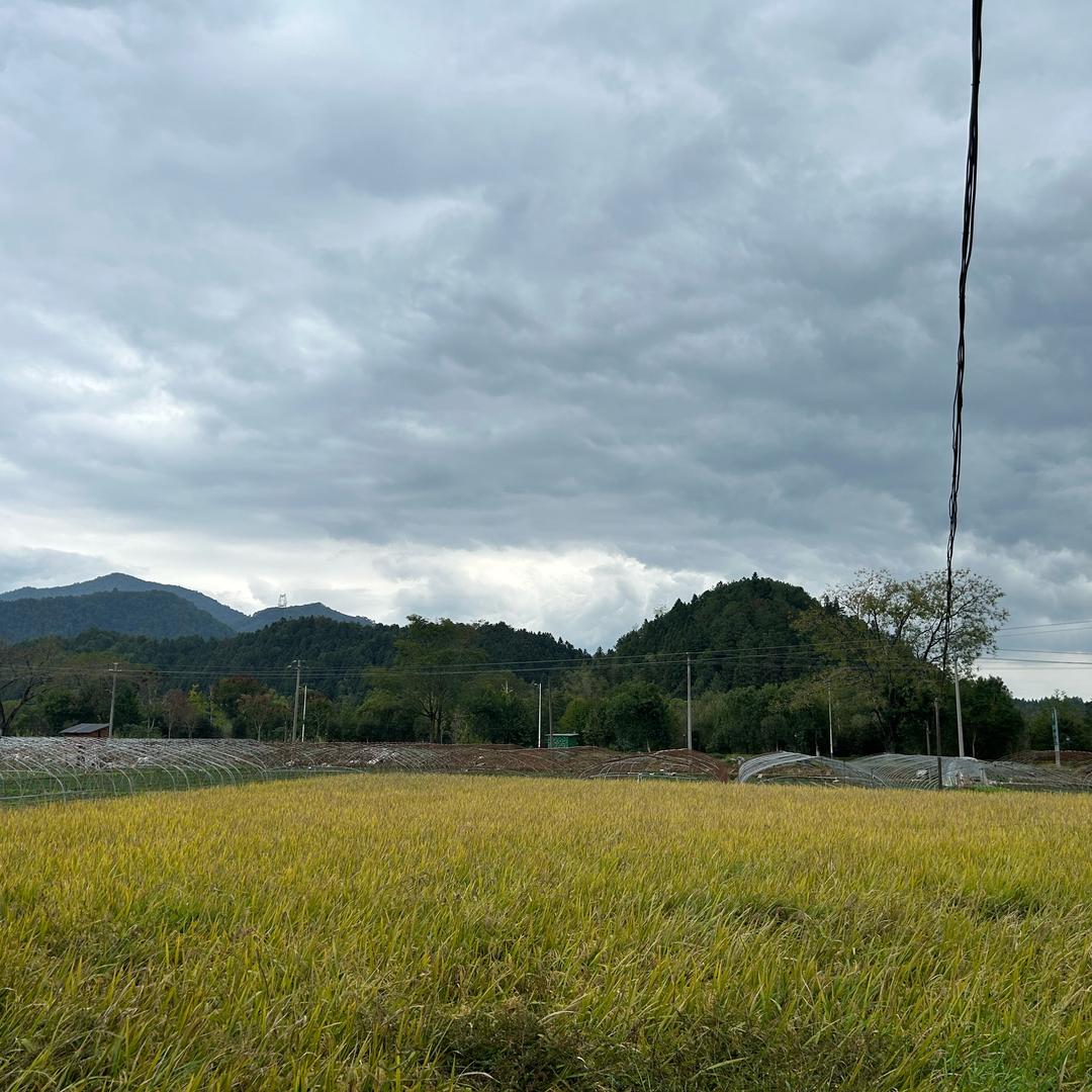 长烟落日茶叶店