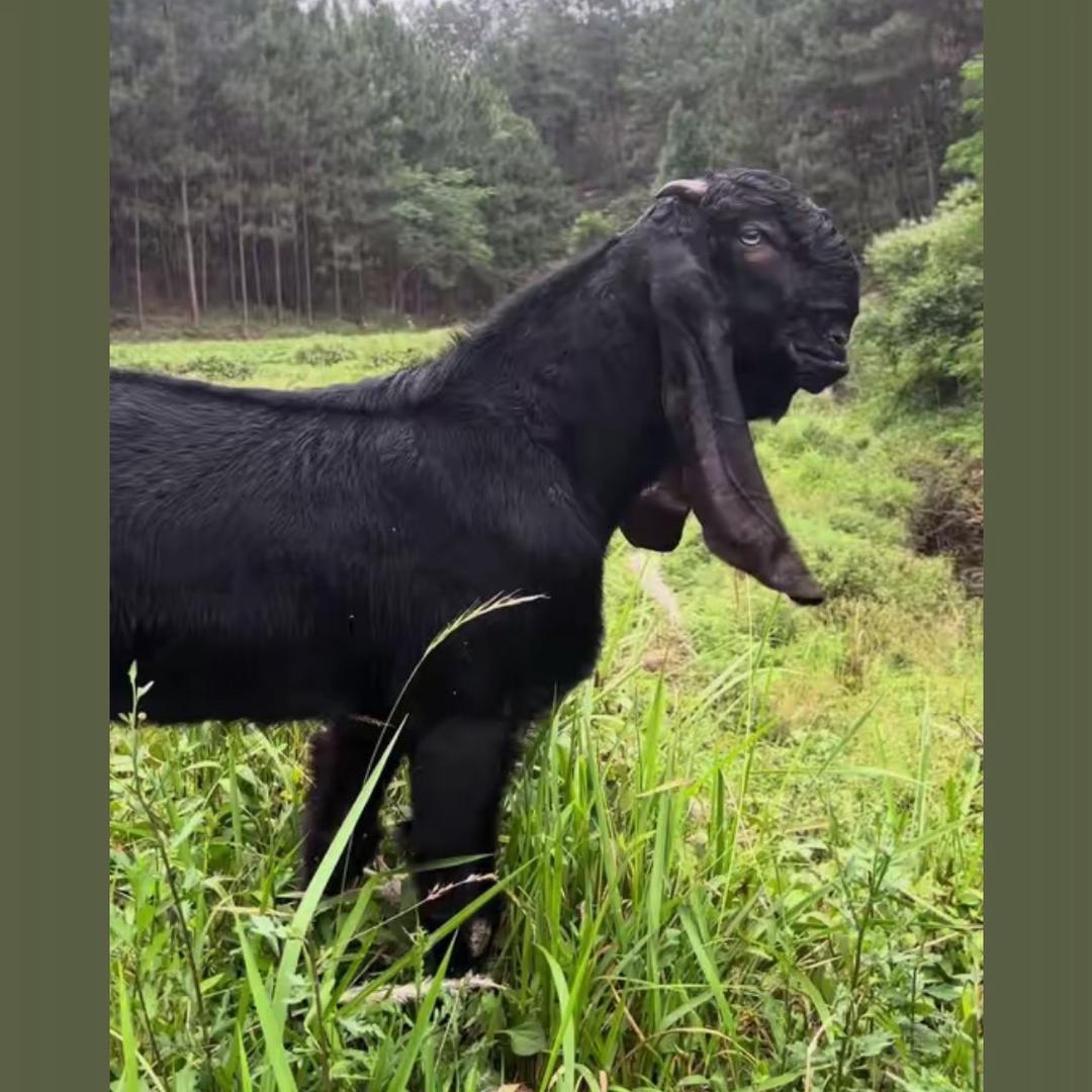 养羊的小两口