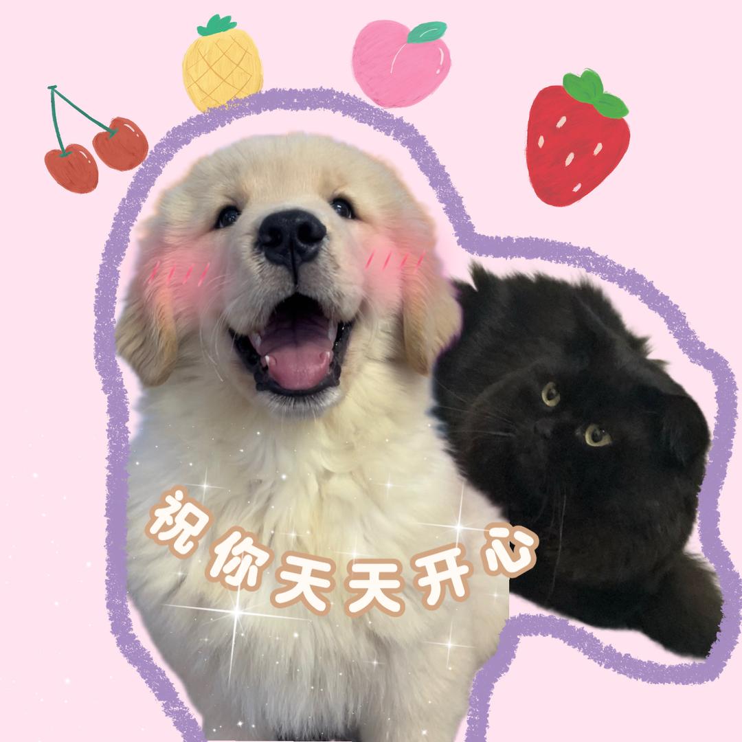 金毛哔哔