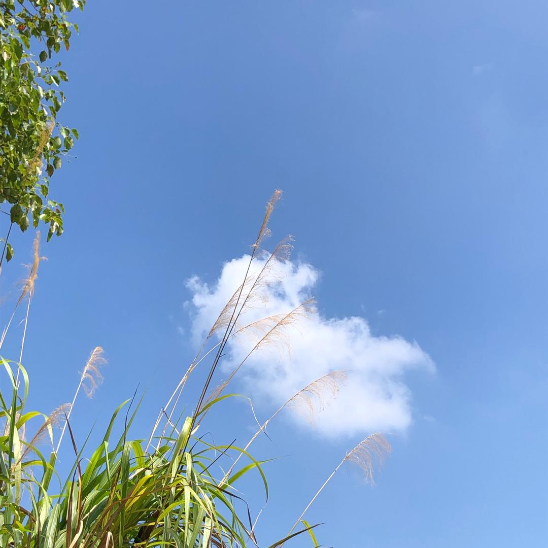 时光鲤