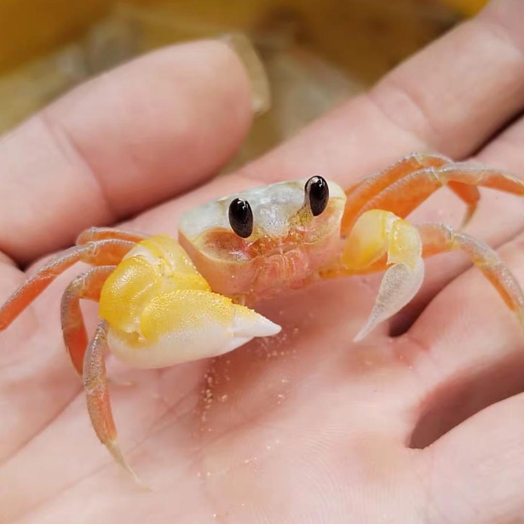 蟹蟹_
