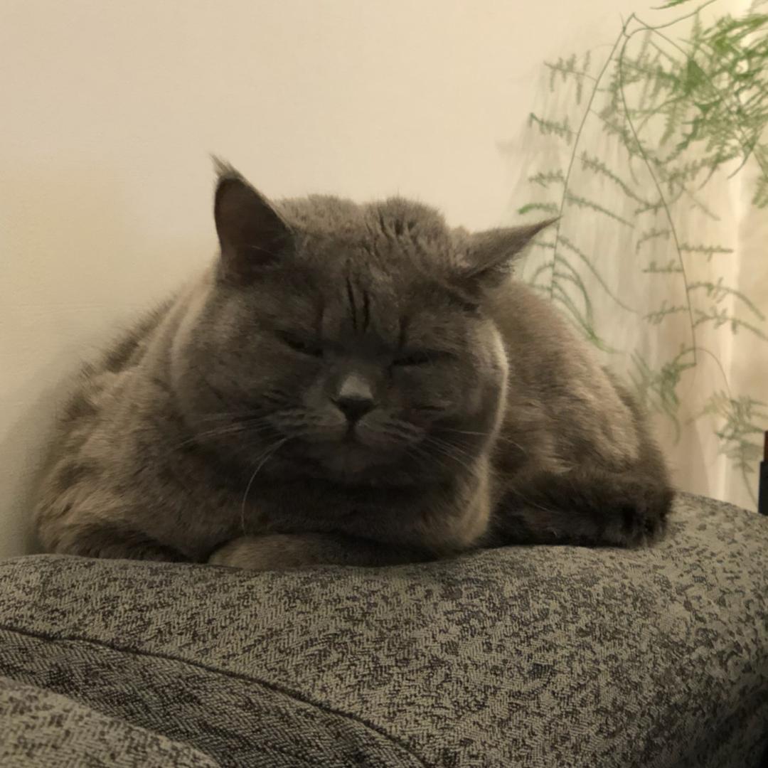 煤球儿