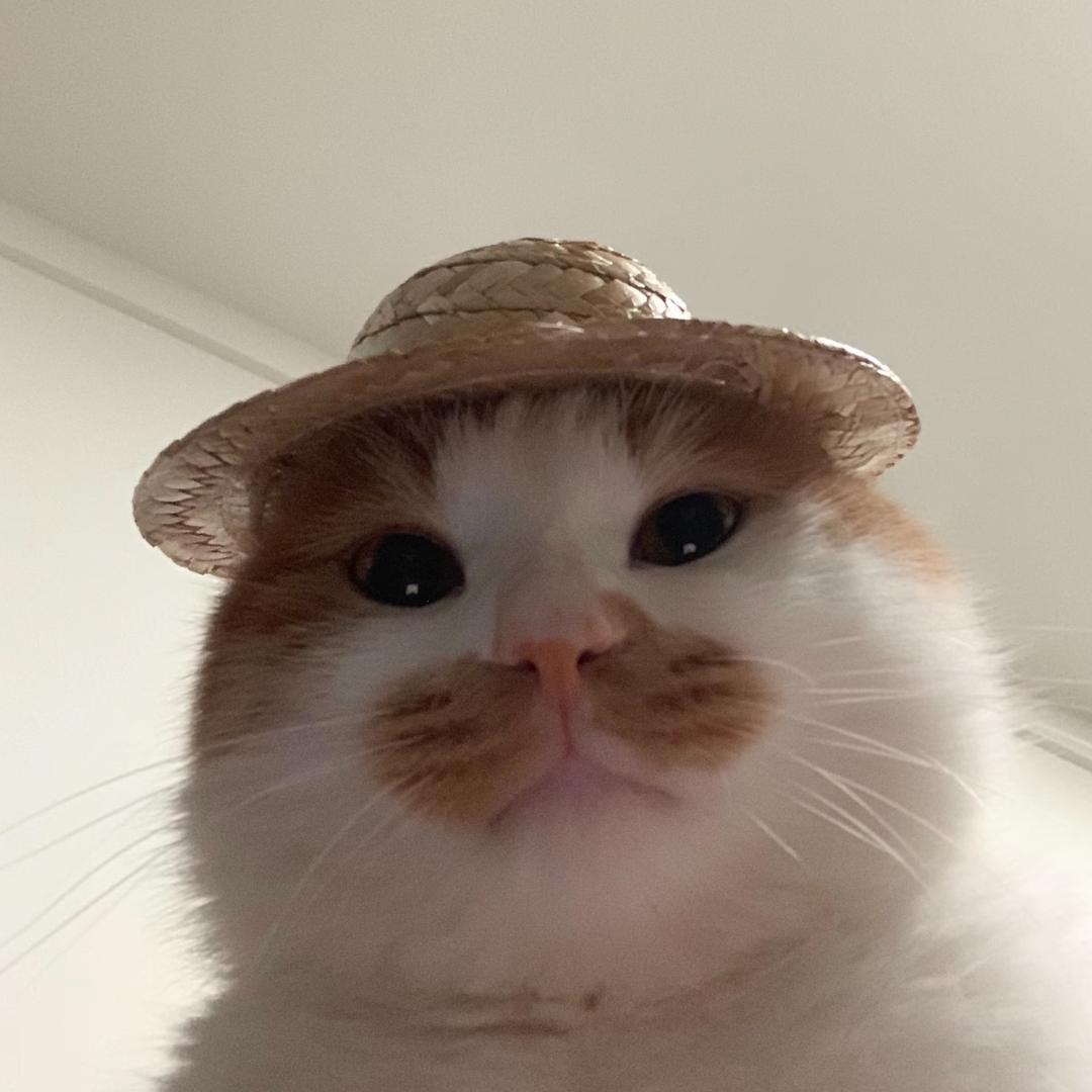 小猫困了