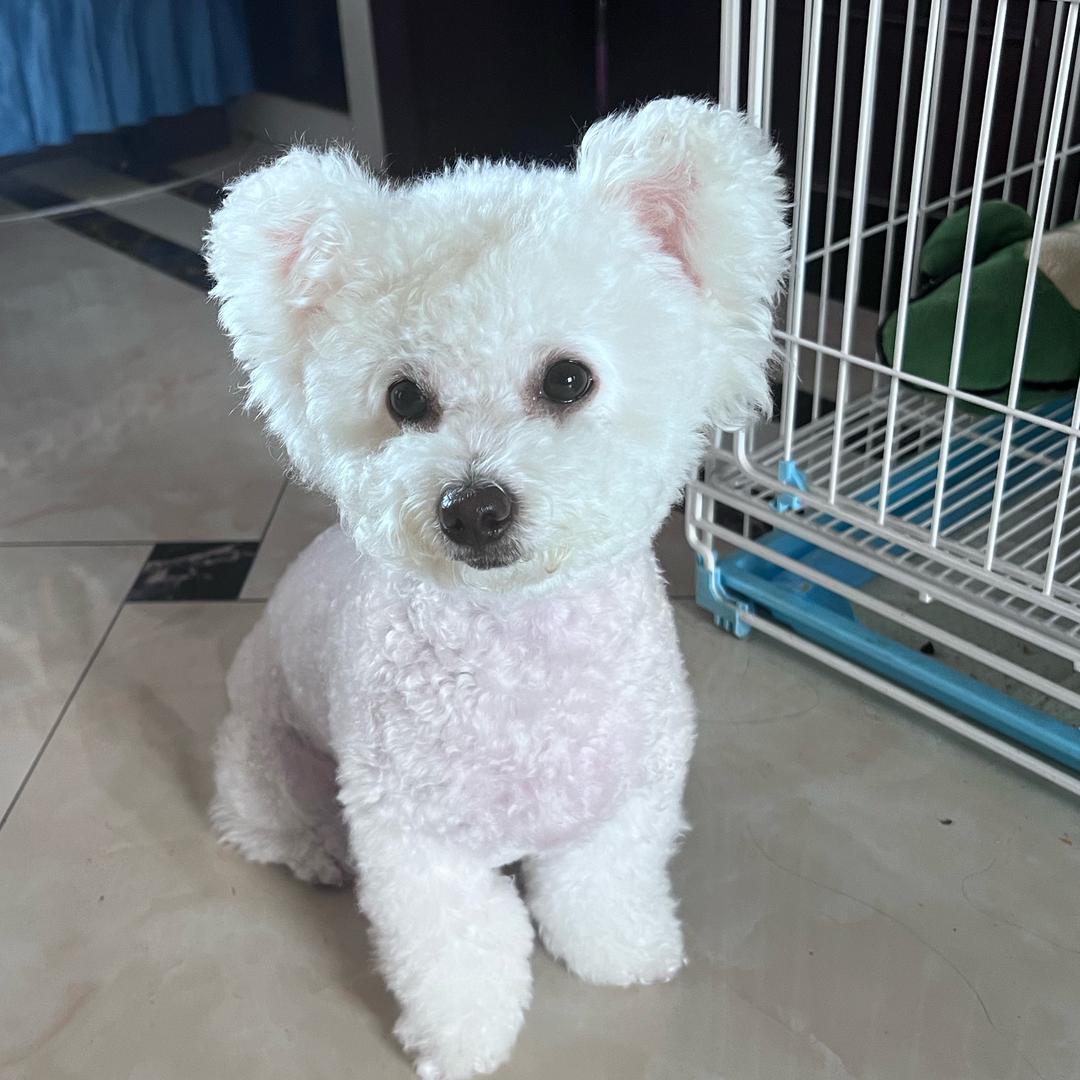 甜豆奶茶是比熊