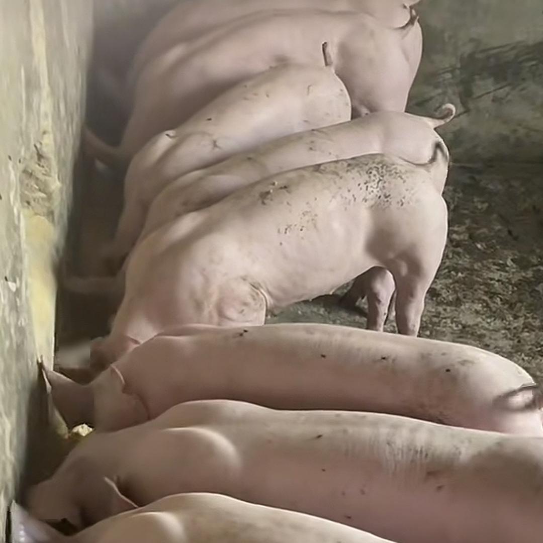 星隆养殖严选