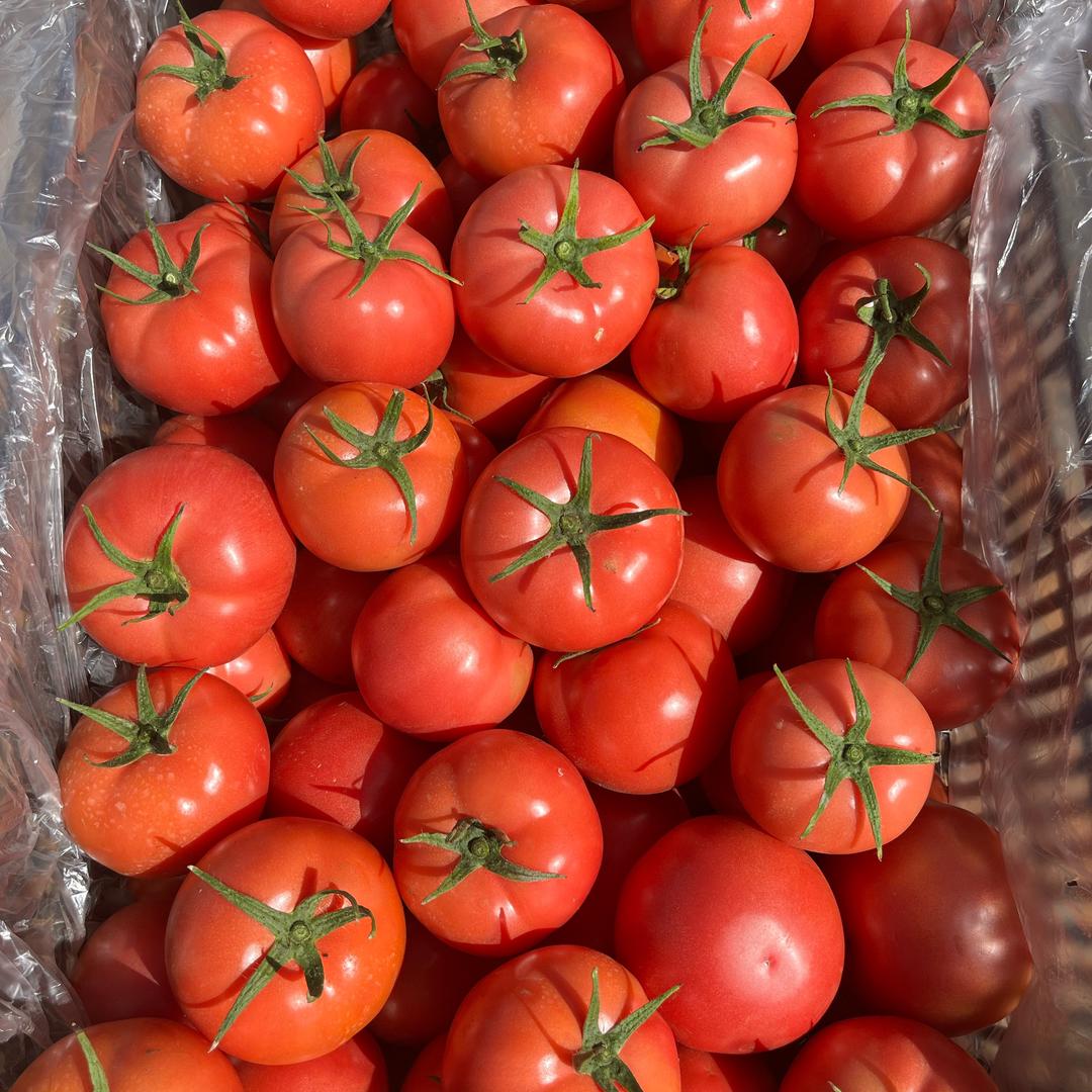 西红柿炒番茄🍅