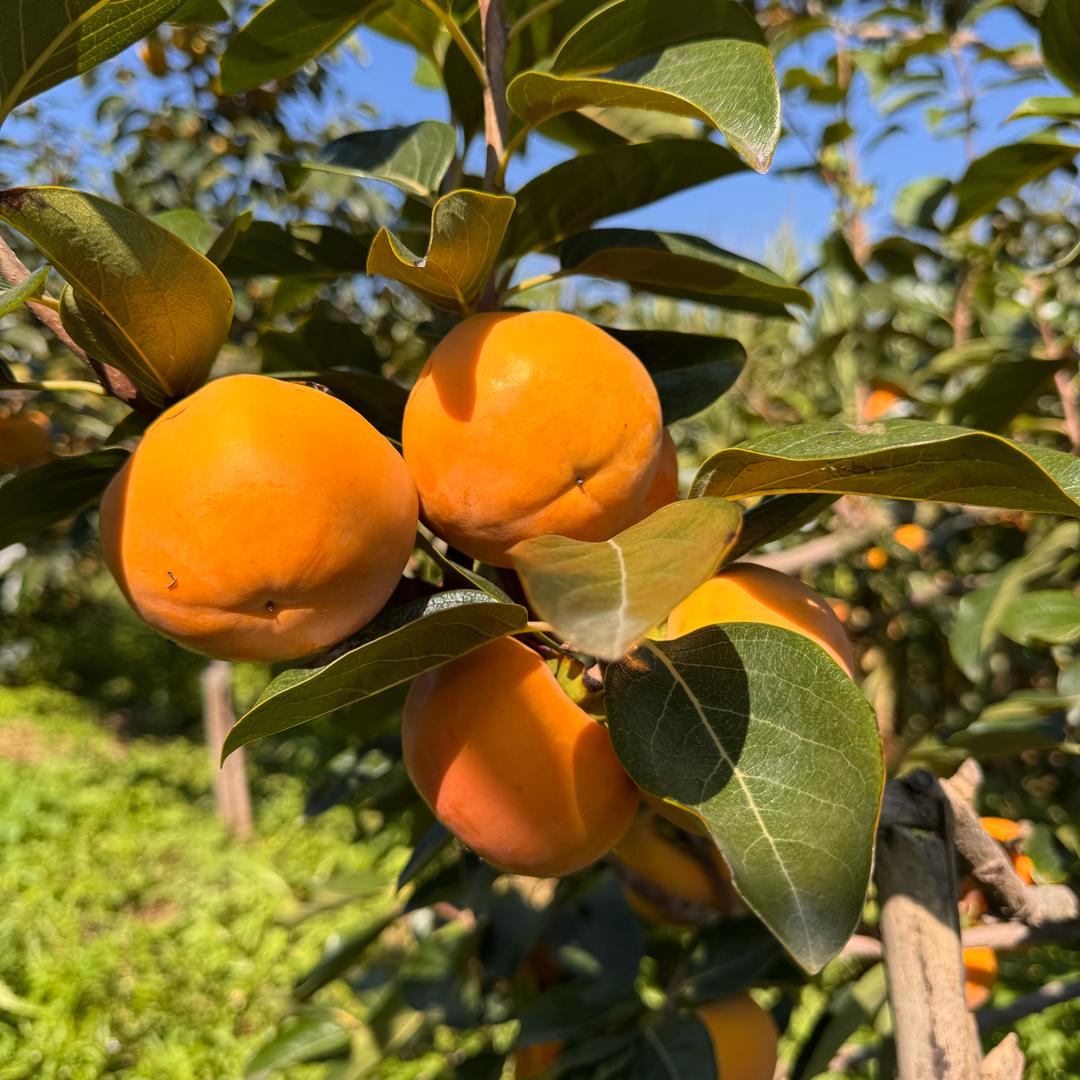 传统特产零食推荐