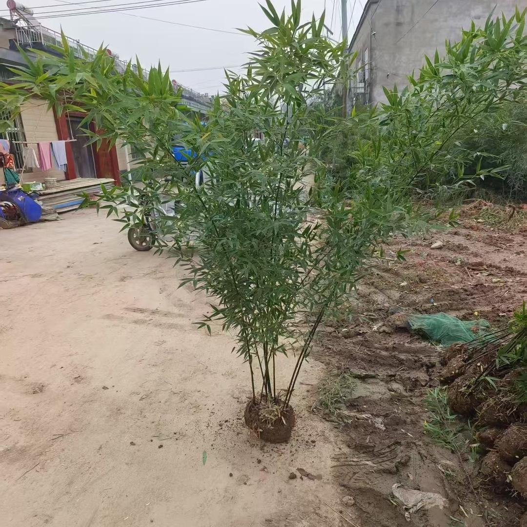 吉祥竹苗