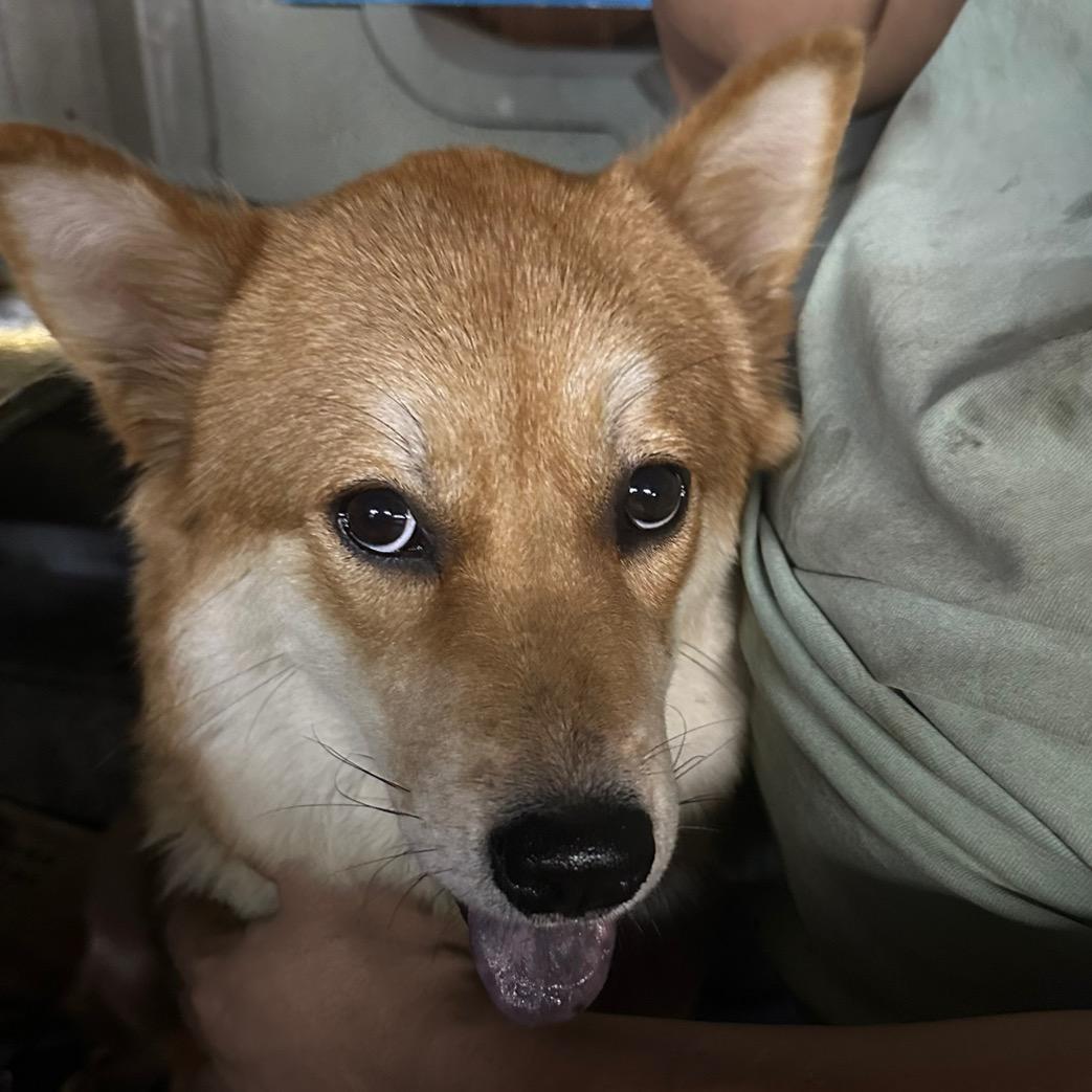 我家狗子叫多多