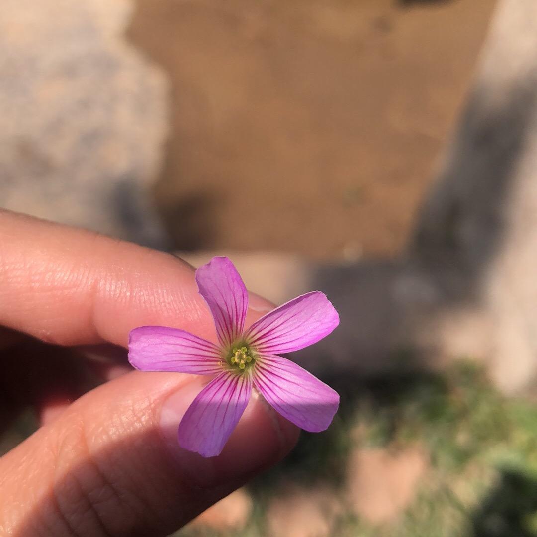 听讲我系梁舒岚