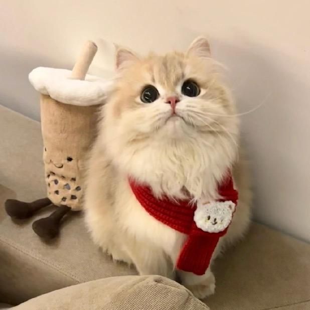 水冰月? •̫͡•ʕ