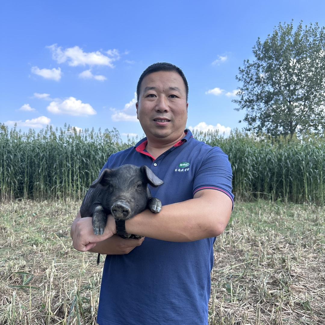 豫藏黑猪  老张