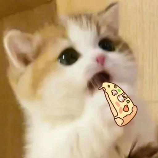 福咪福哩