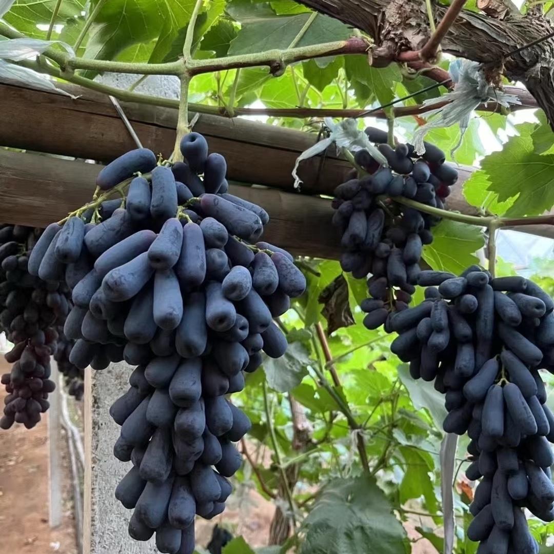 小芳家（蓝宝石🍇）葡萄