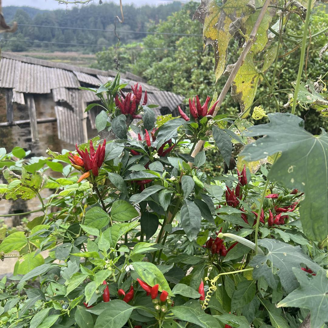 湘西优选辣椒铺