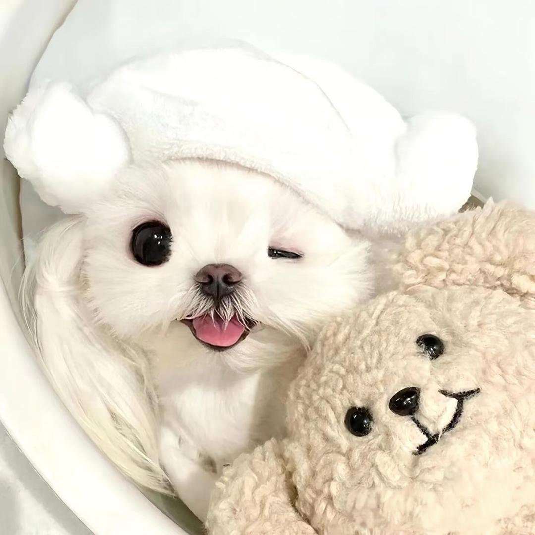 🐰