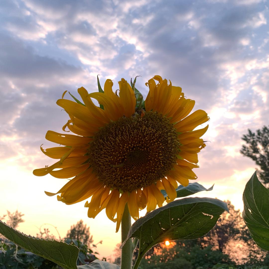 🌈凡尔赛玫瑰🌹
