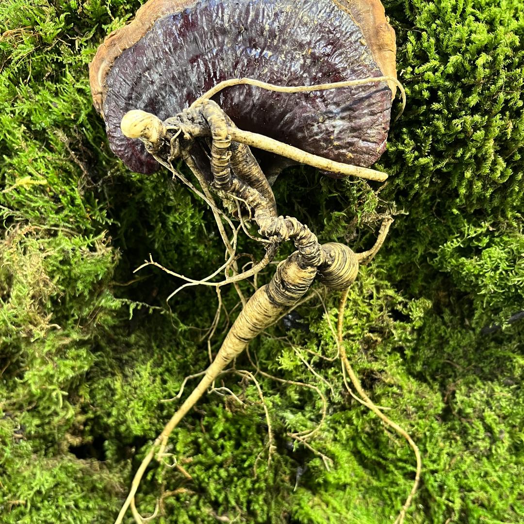 山沟沟里土特产