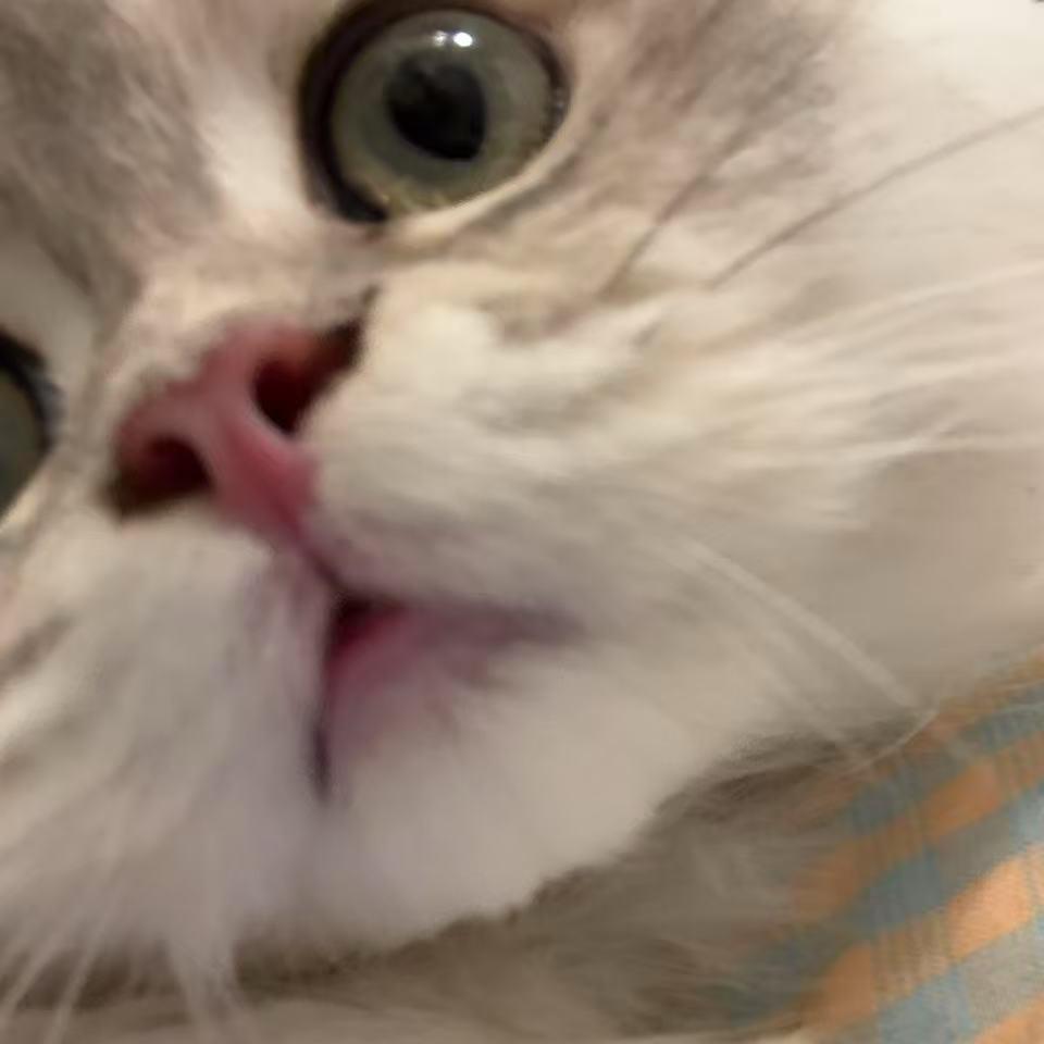 喵喵喵喵喵喵(=¯ω¯=)