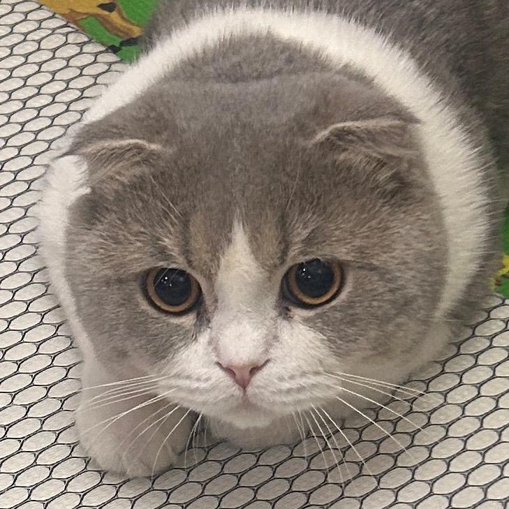 狼哥（灰太狼）