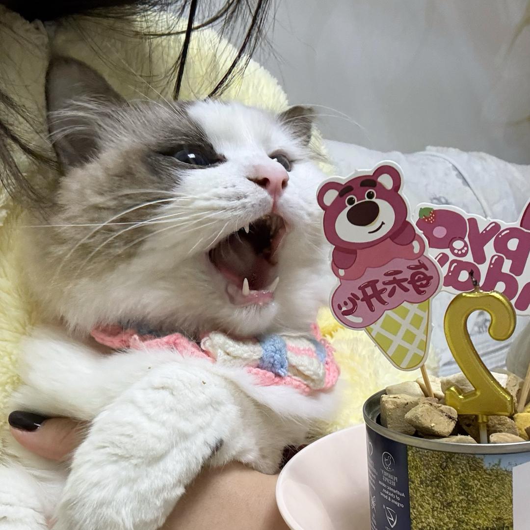 今天想喝奶茶