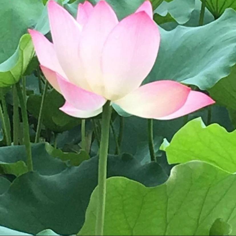 花海