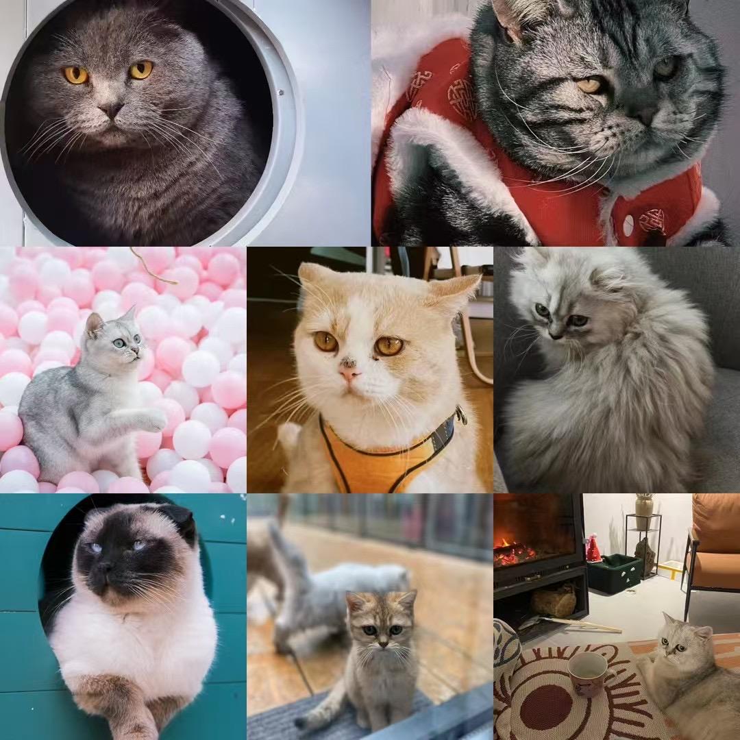 大树与猫民宿·凡