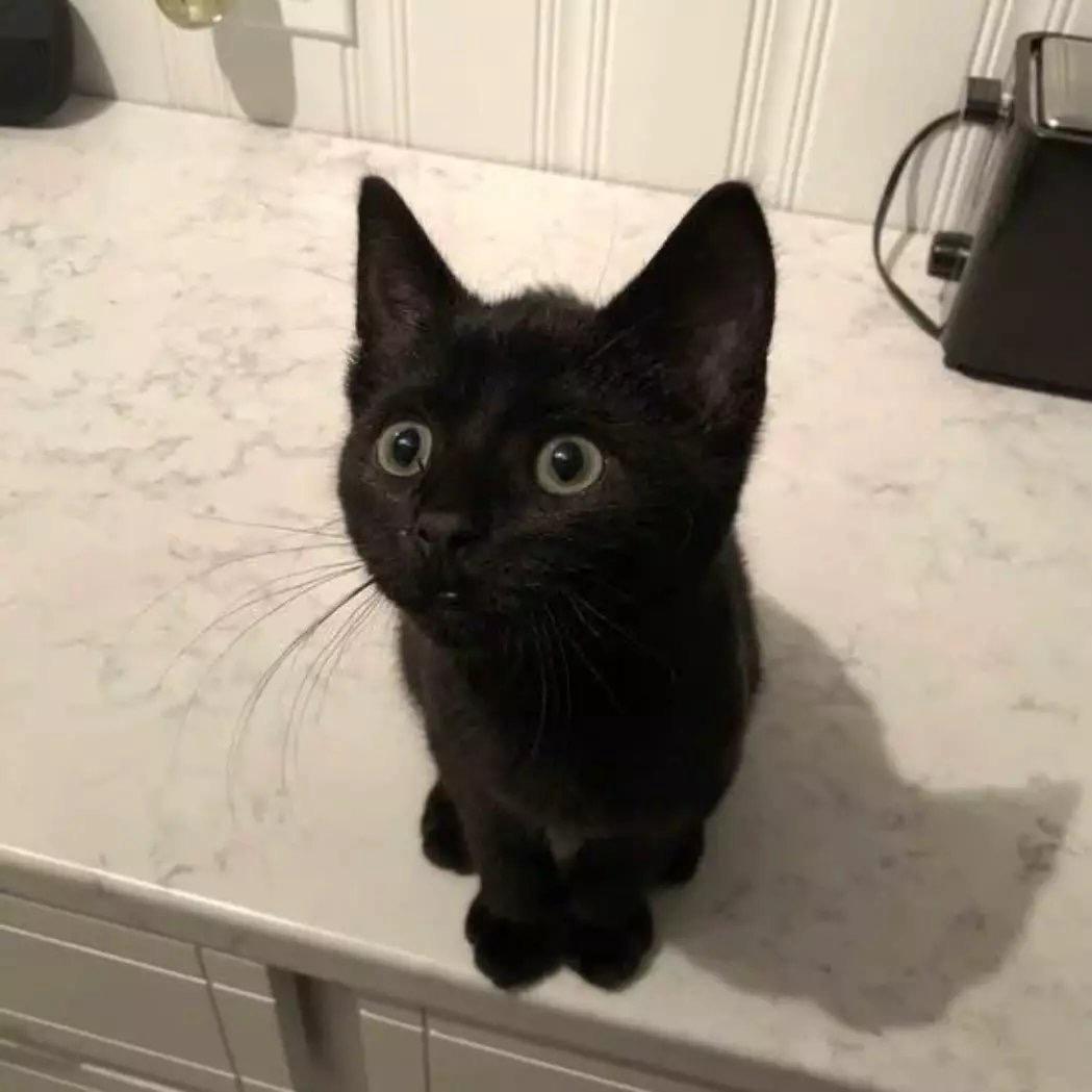 做我的猫