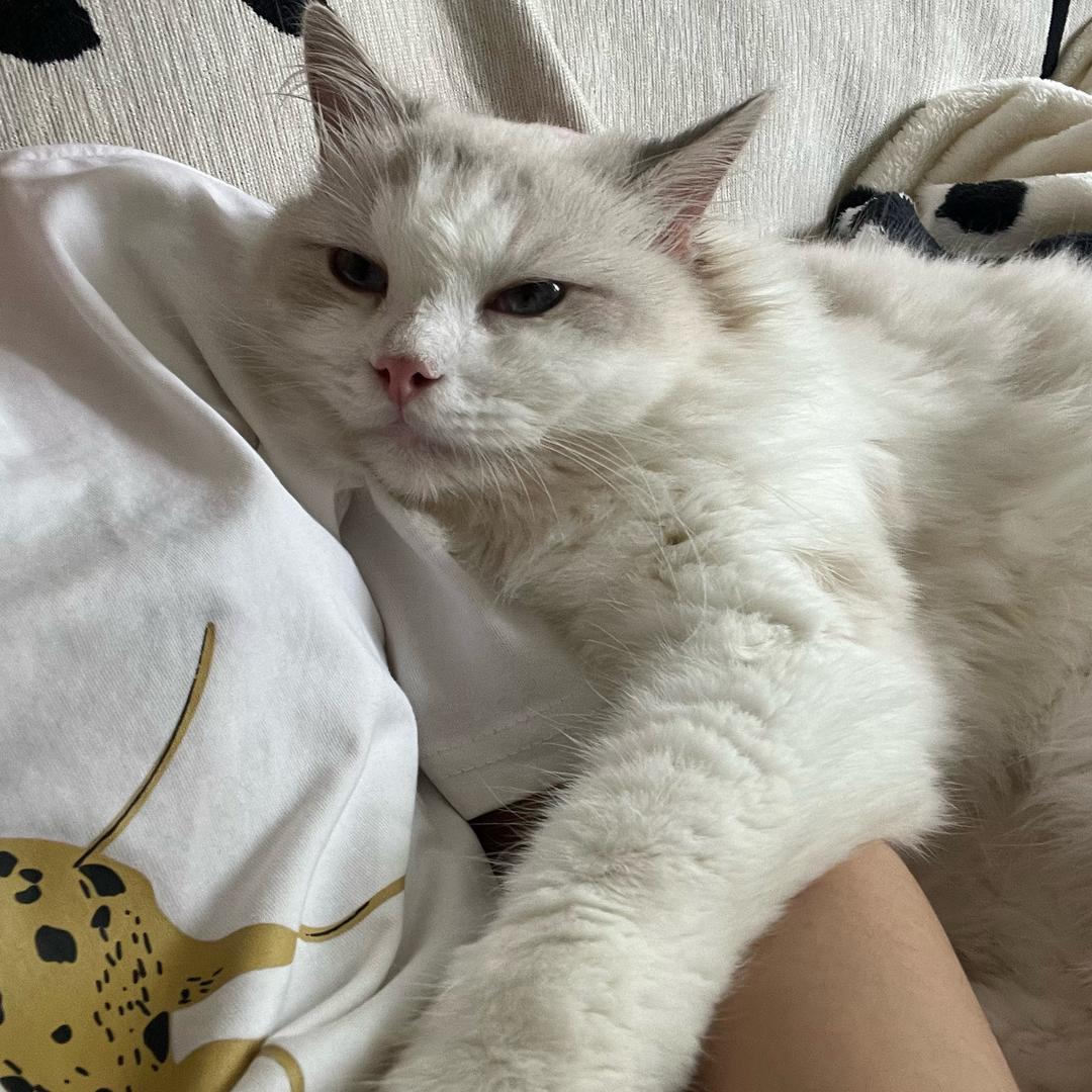 十一bb