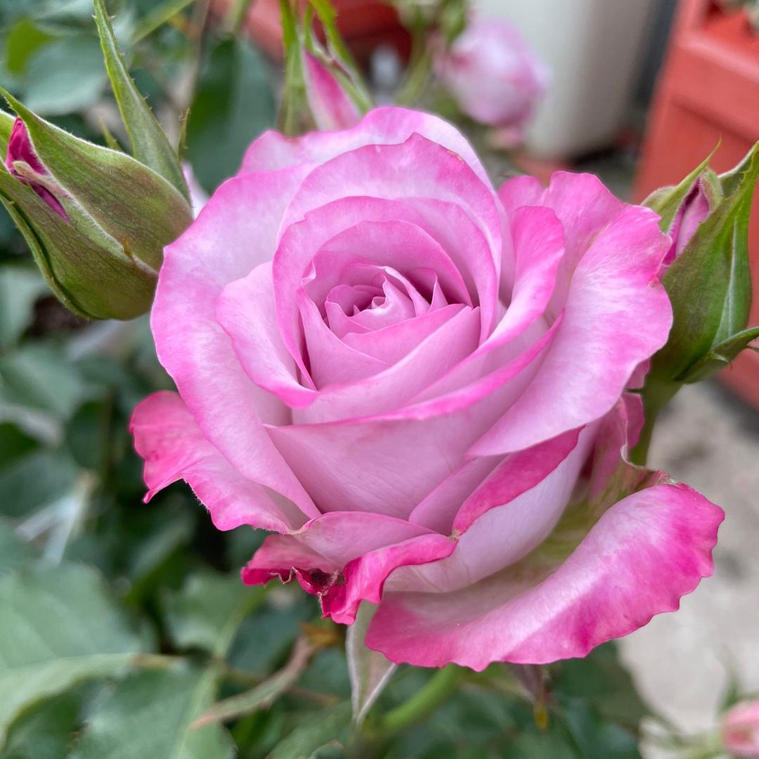 丁丁🌹