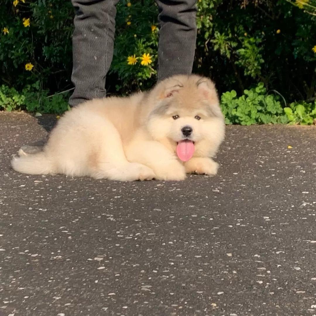 熊猫家阿拉斯加雪橇犬